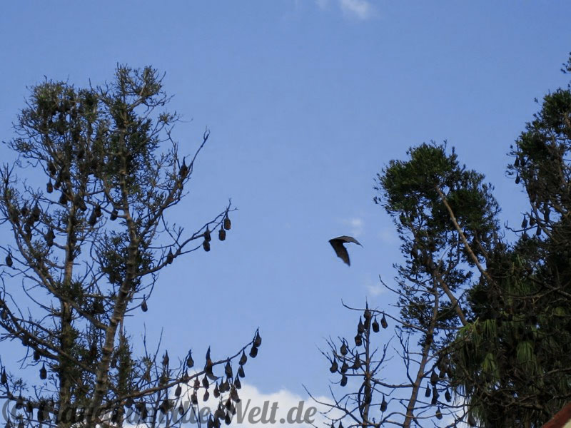 sydney-domain-flughunde