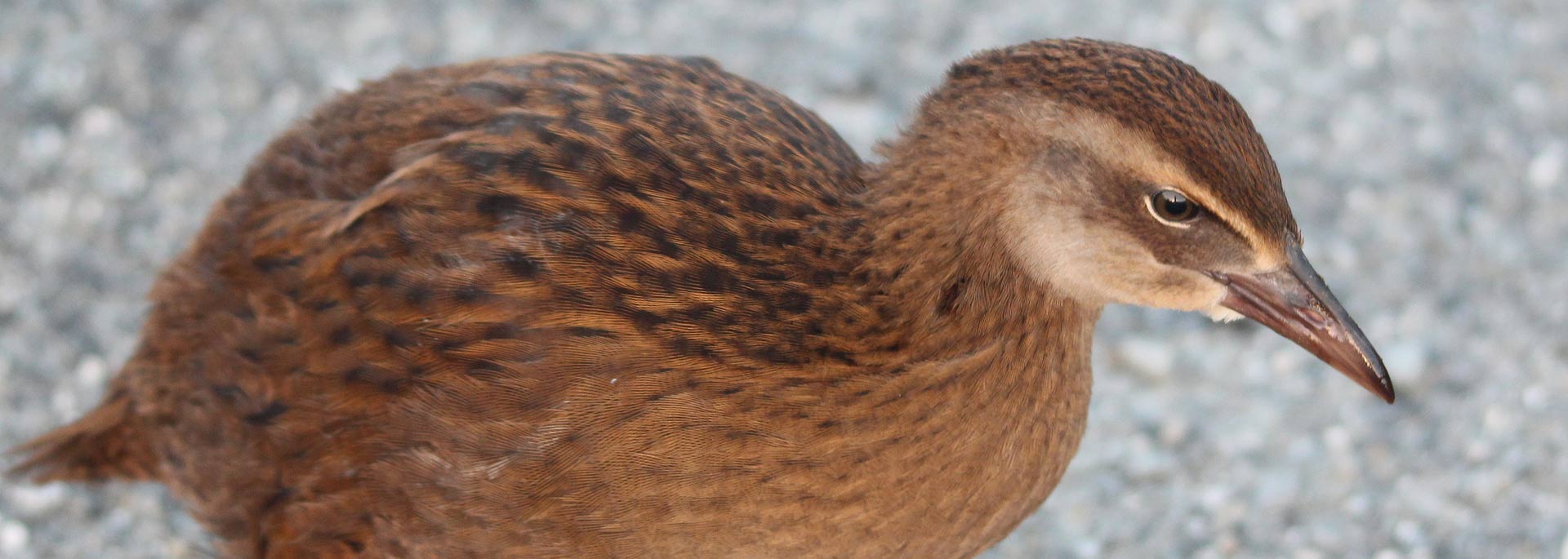 Fotos: Stewart Island, Neuseeland