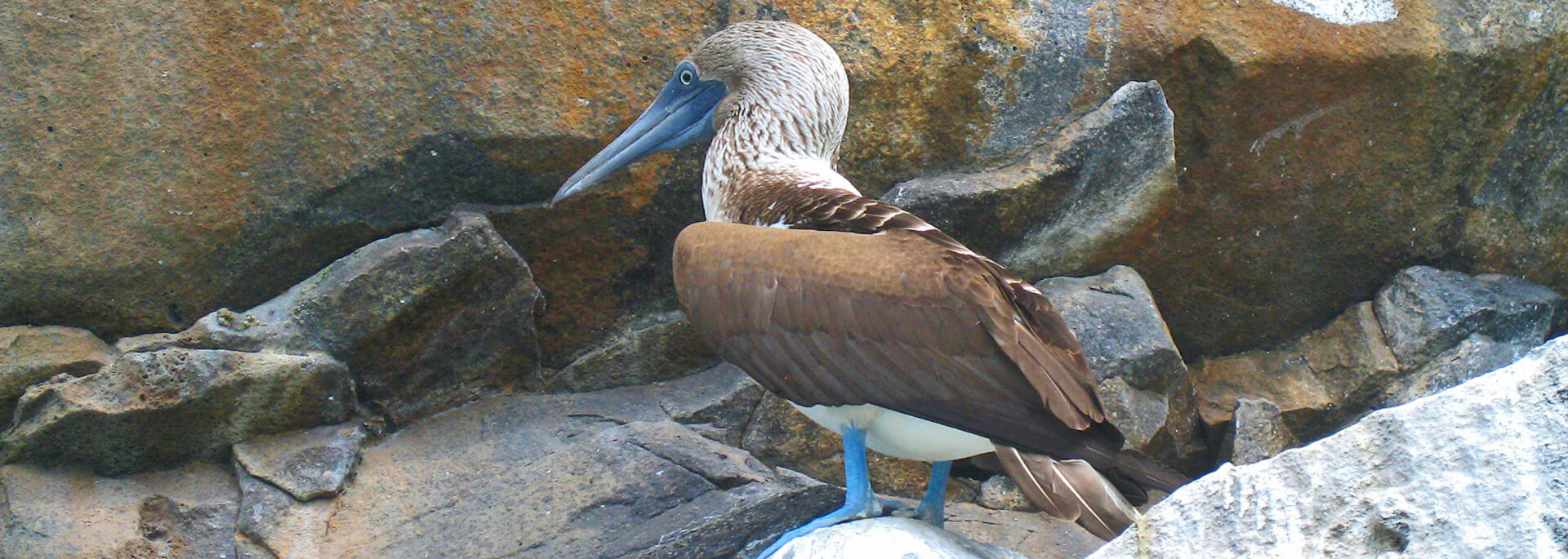 Wie ich vor Galapagos die Haie aufweckte