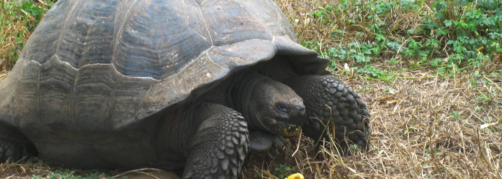 Wie ich auf Galapagos Riesenschildkröten fütterte