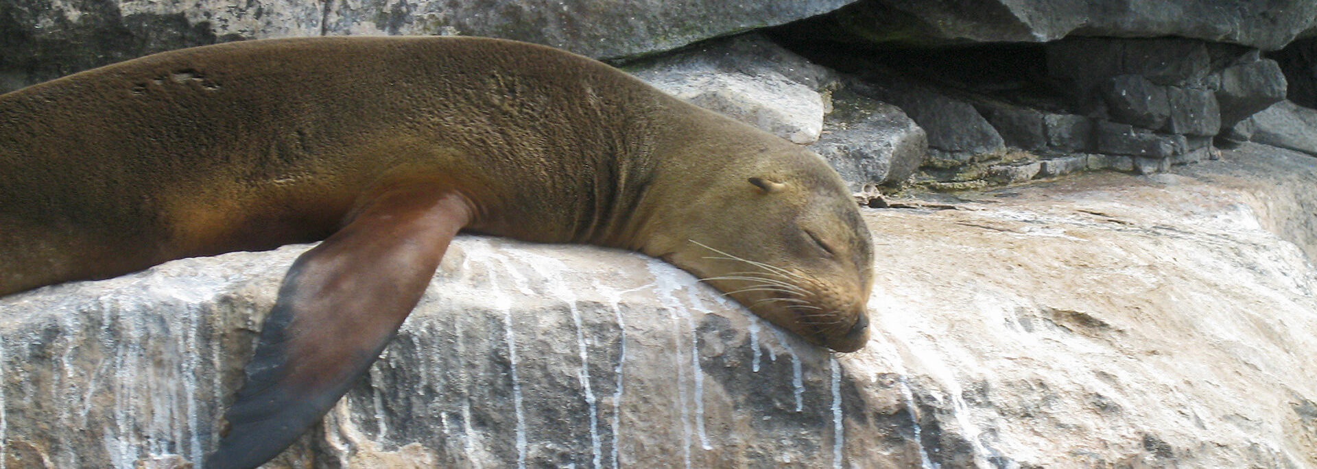 Fotos: Artenvielfalt auf Galapagos