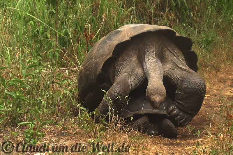 Galapagos-Schildkroete