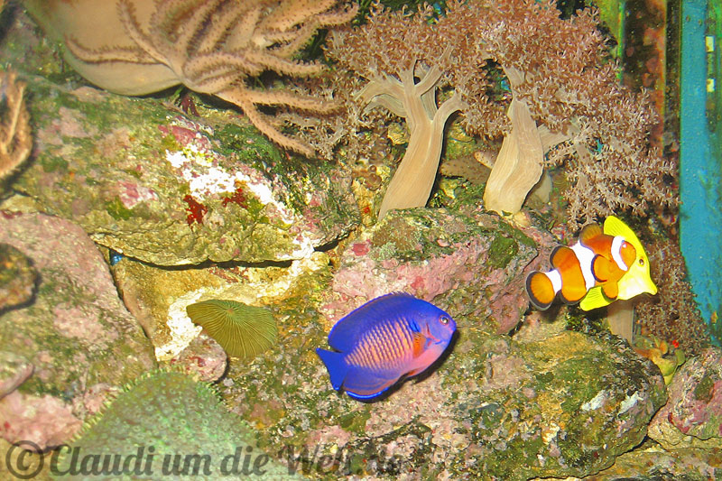 Allstedt_Aquarium