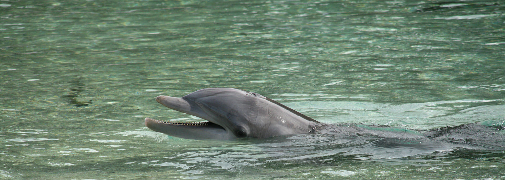 Wie ich Delfine streichelte, aber nicht mit ihnen schwimmen konnte