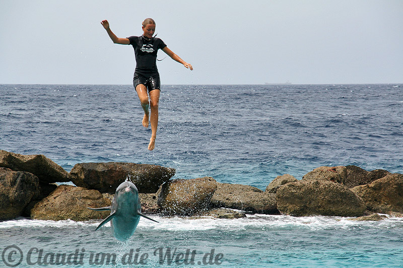 Curacao Delfin-Show