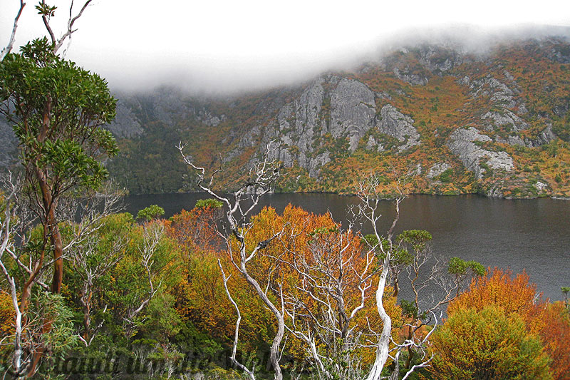 Cradle Mountain See