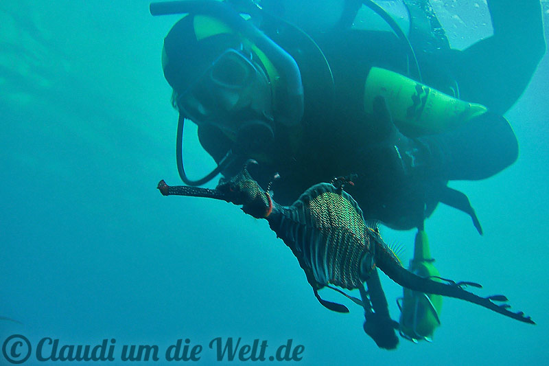 Tauchen mit Seedrachen, Fetzenfisch, in Tasmanien