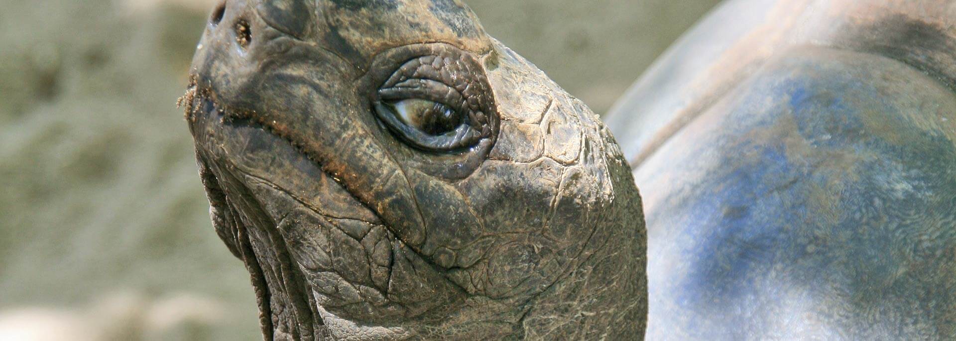 Fotos: Riesenschildkröten auf den Seychellen