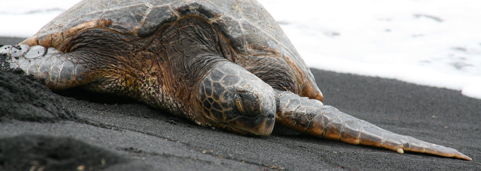 Fotos: Punalu'u Schildkröten auf Hawaii
