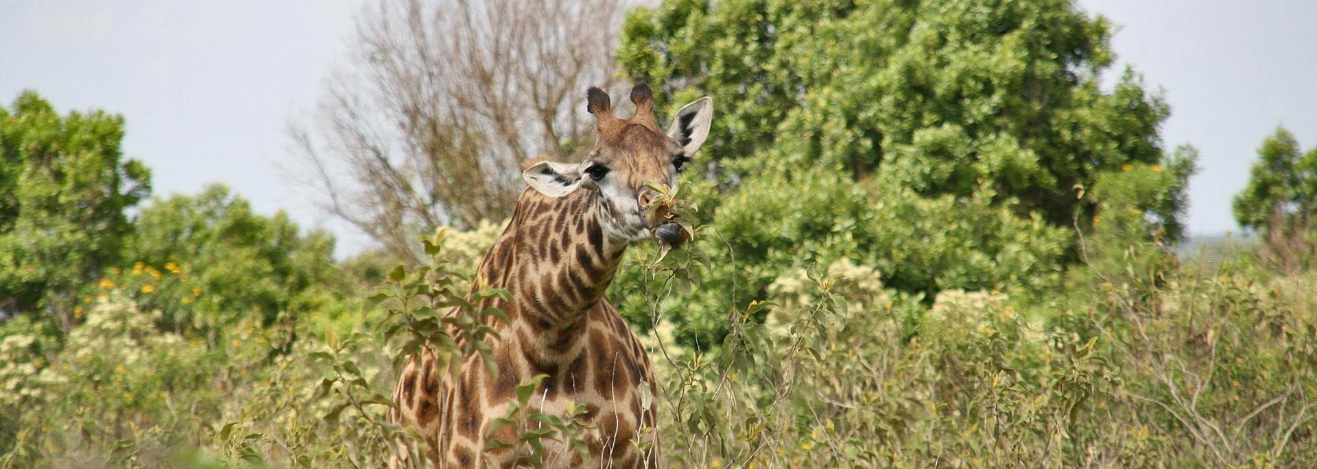 Fotos: Arusha Nationalpark, Tansania