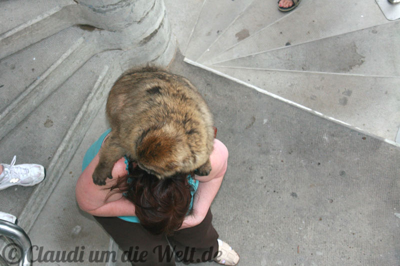 Gibraltar Affenangriff