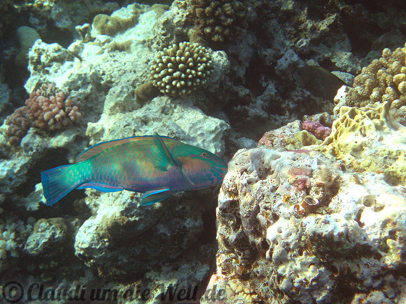 Soma Bay Schnorcheln mit Papageienfischen