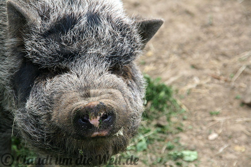 Emilia-Rromagna Schwarzes Schwein