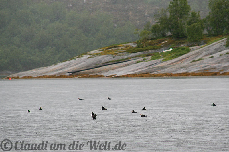 Lundefogl auf dem Fjord