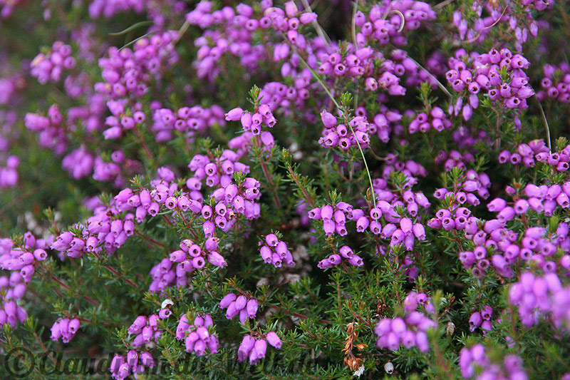 Blühende Heide