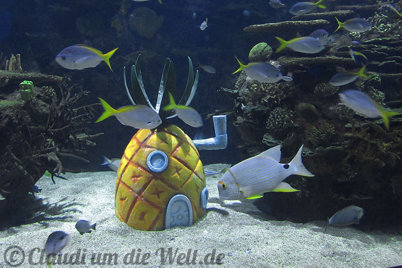 Valencia Aquarium Ananas