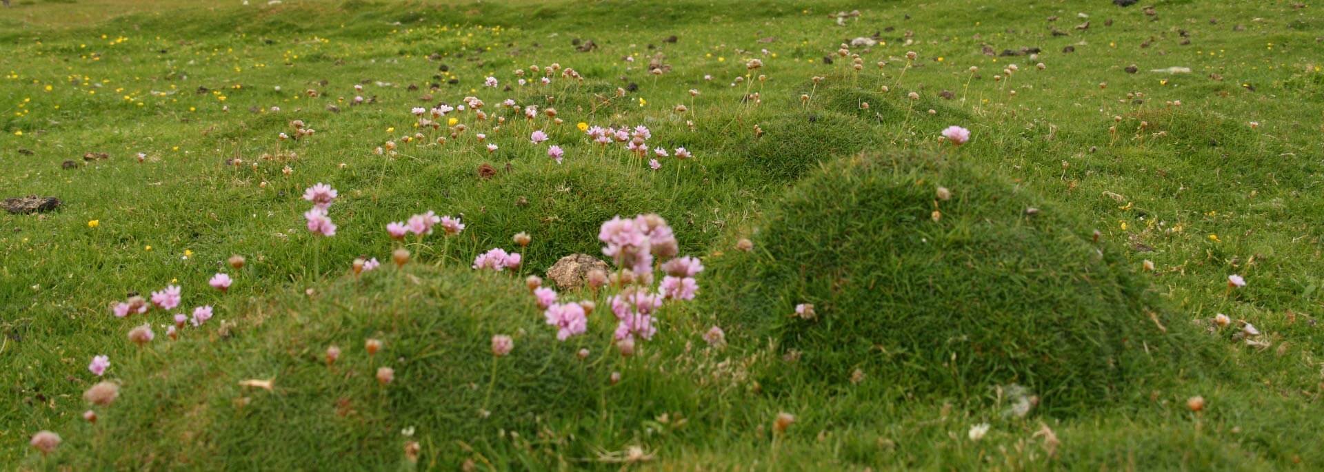 Wie ich an den Klippen von Fair Island nach Papageientauchern suchte