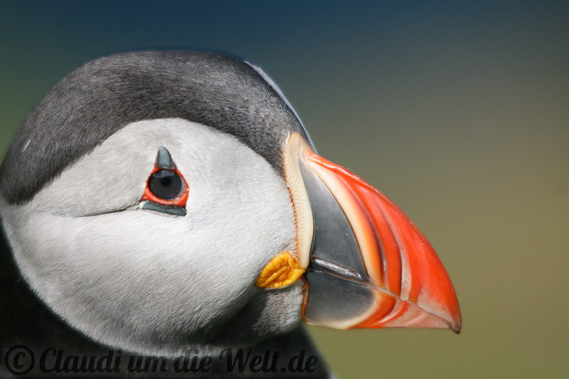 Papageientaucher von den Shetland-Inseln