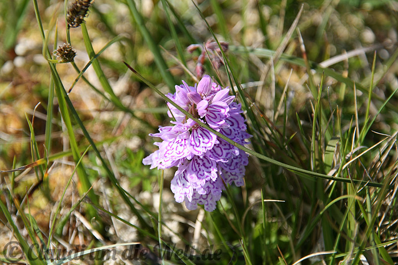 Shetland-Insel Fetlar: Sumpforchidee