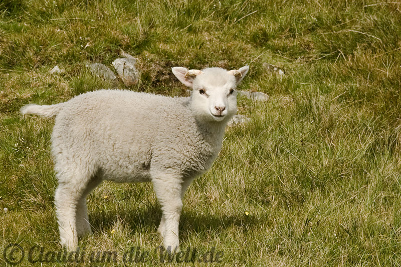 Schaf auf Shetland