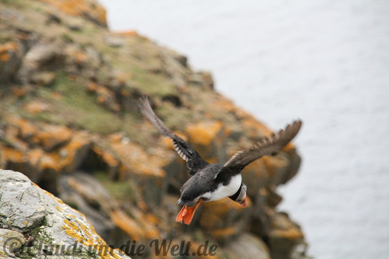 Papageientaucher auf Fair Isle