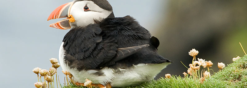 Reiseführer Orkney & Shetlands