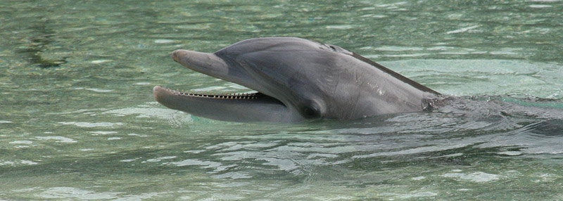 delfin