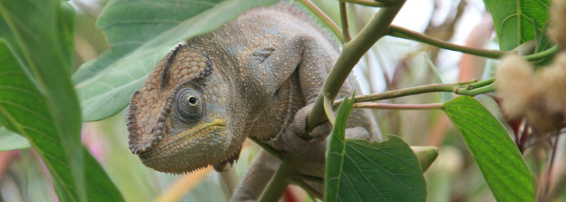Madagaskar