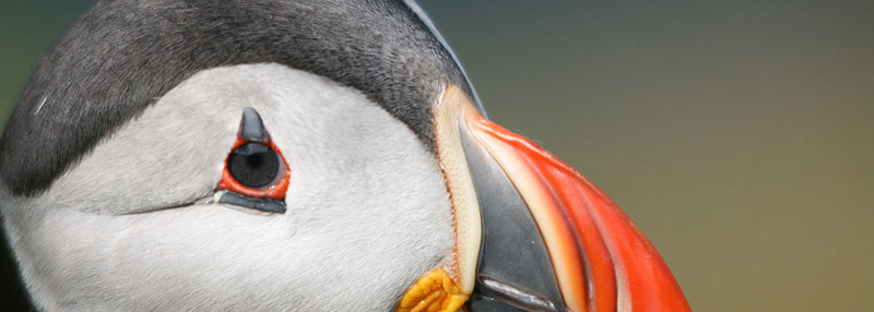 puffin