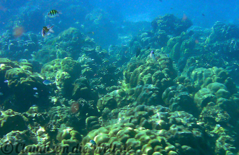 Schnorcheln vor den Surin-Inseln, Thailand