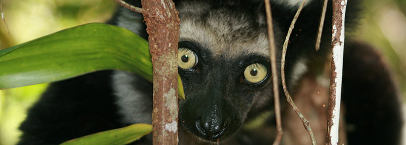 indri