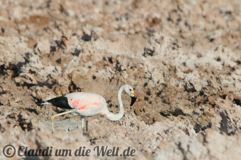 Flamingo im Salar