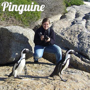 pinguine südafrika