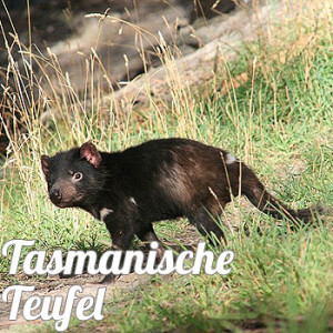 tasmanische-teufel