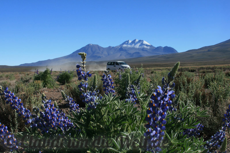 Altiplano Flora: Lupinen Altiplano Lupinen