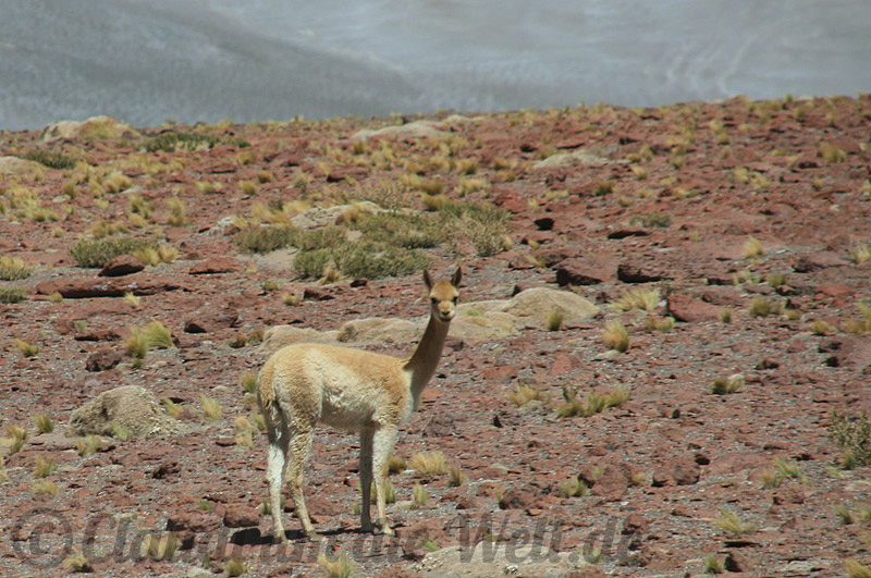Altiplano Vikunia Altiplano Vikunia