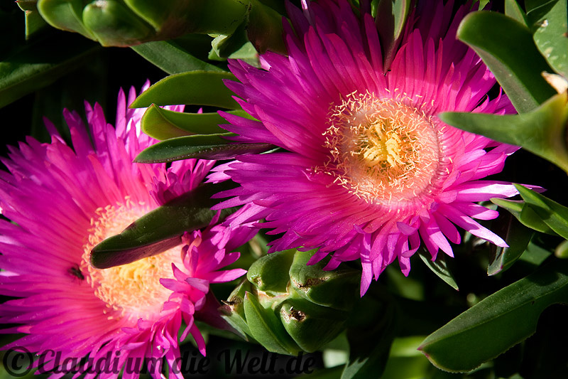 Elba pinke Mittagsblumen