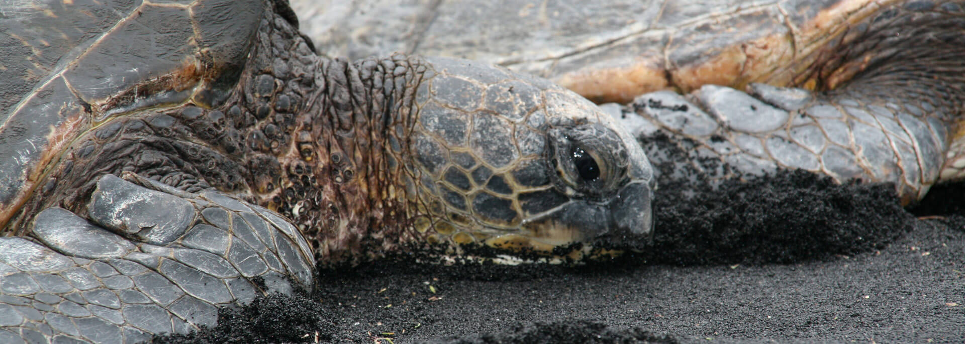 Reisetipp: Die besten Inseln für (Riesen)Schildkröten-Beobachtungen