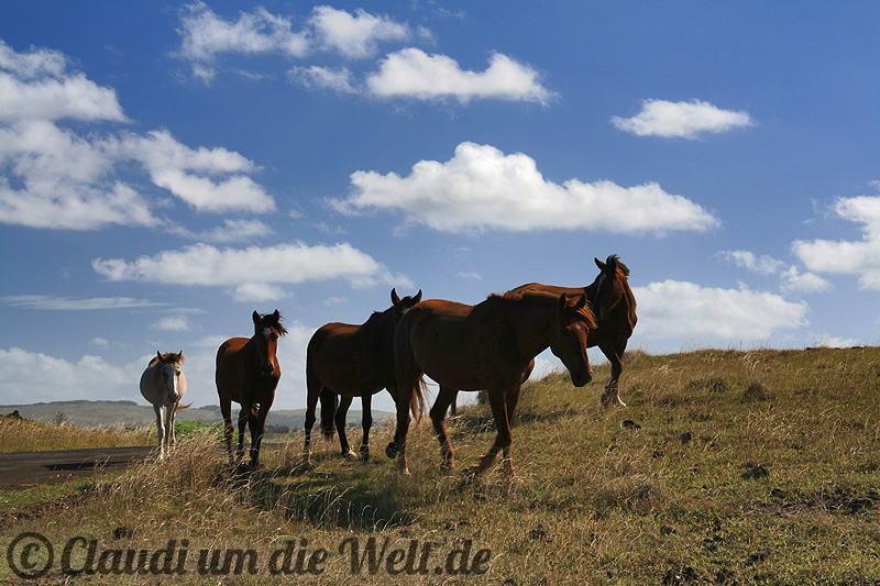 Wildpferde überall auf der Osterinsel Wildpferde überall auf der Osterinsel
