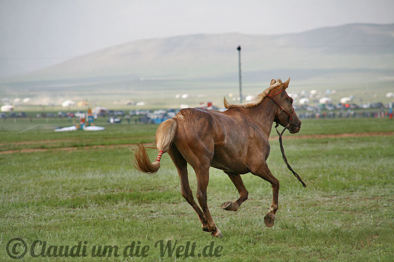 Pferderennen in der Mongolei