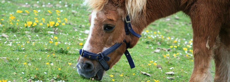 shetlandpony