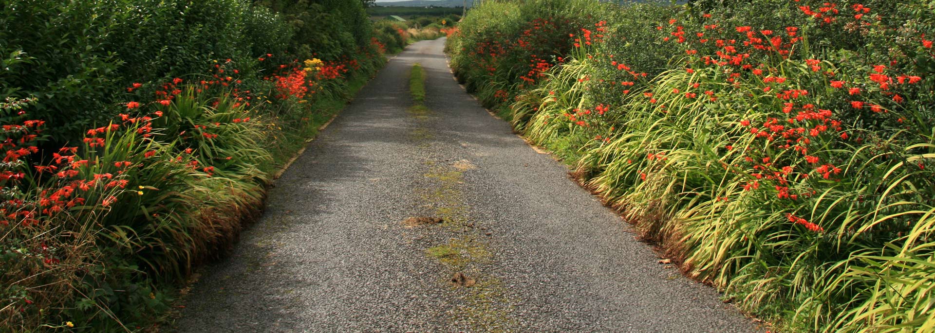 Irland-Roadtrip: Wo die Schafe nicht mehr gondeln