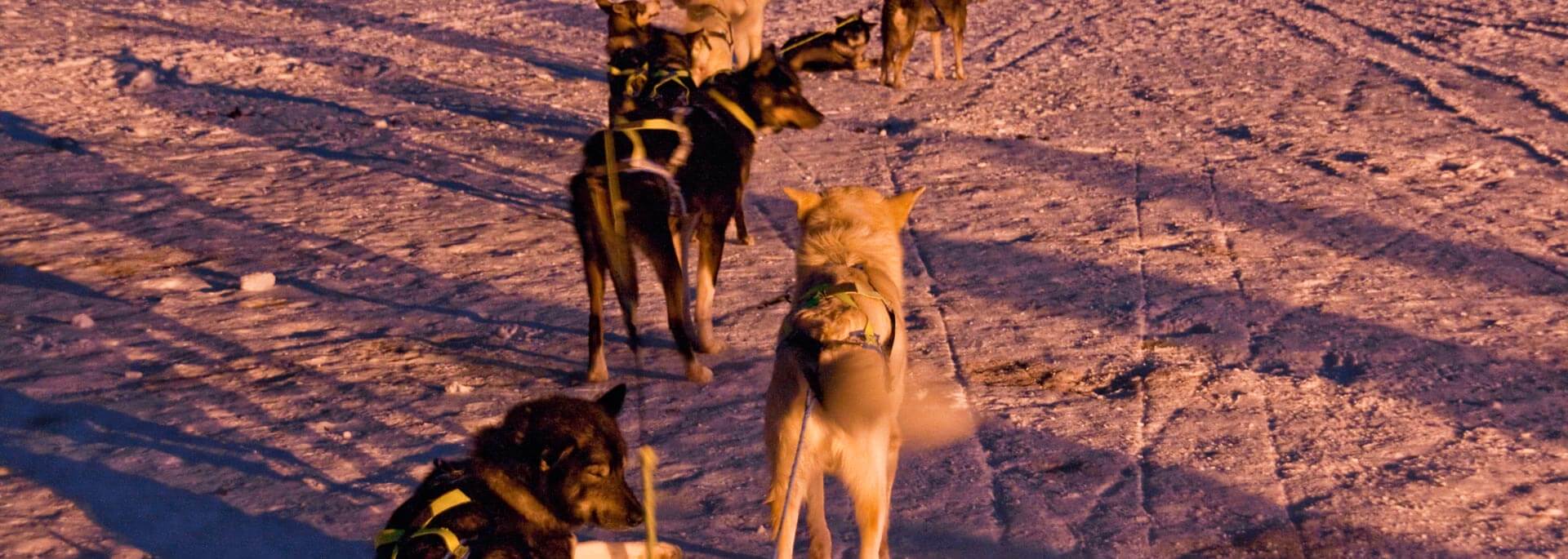 Reisetipp: Hundeschlittenfahrt in Nordnorwegen