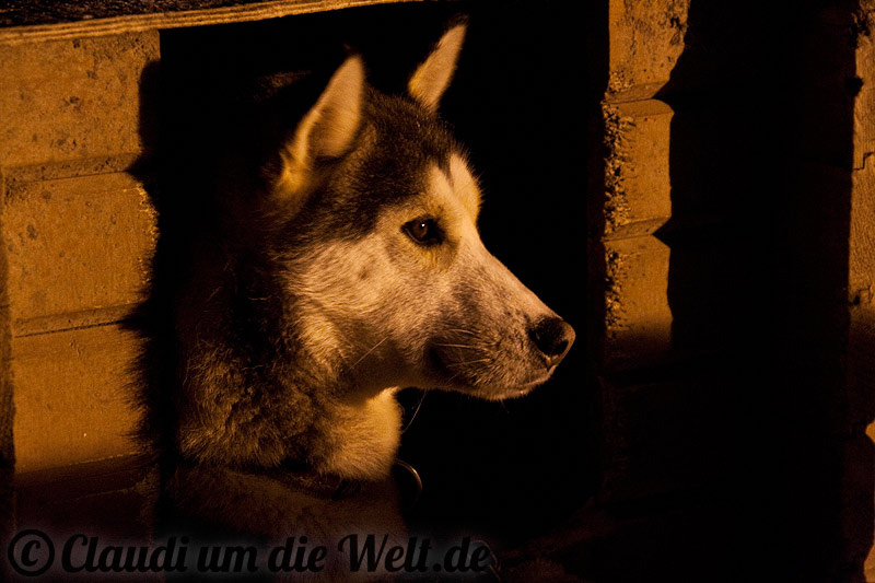 Norwegen_hundeschlitten_husky