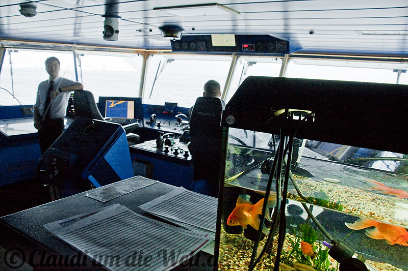 hurtigruten_brücke_fische