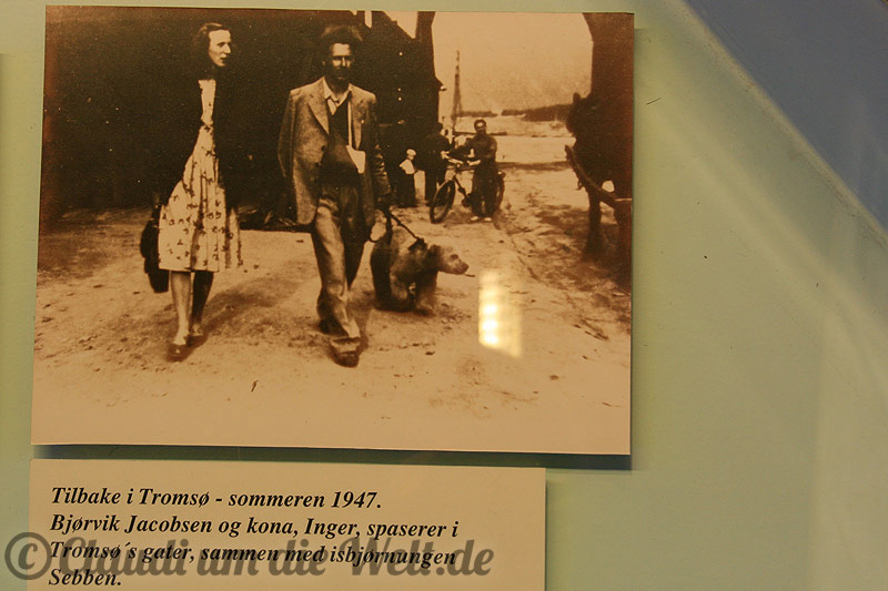 Tromsö Eisbär an der Leine