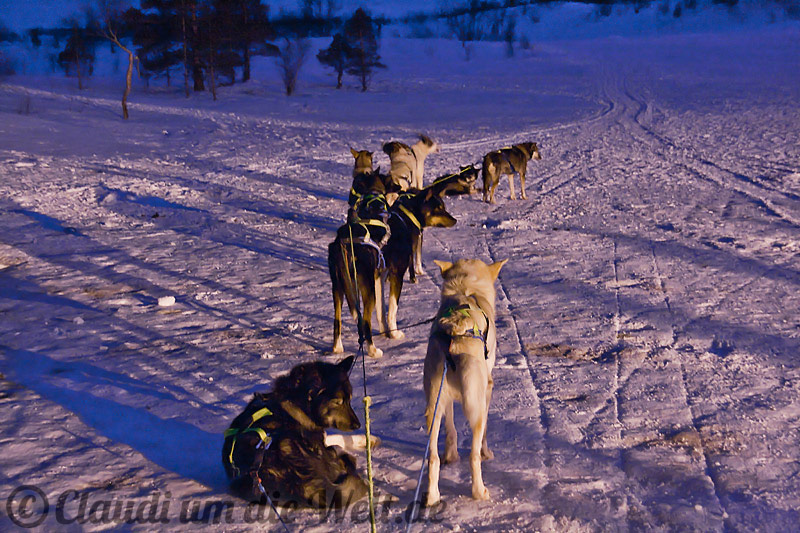 norwegen_schlittenhunde_gespann
