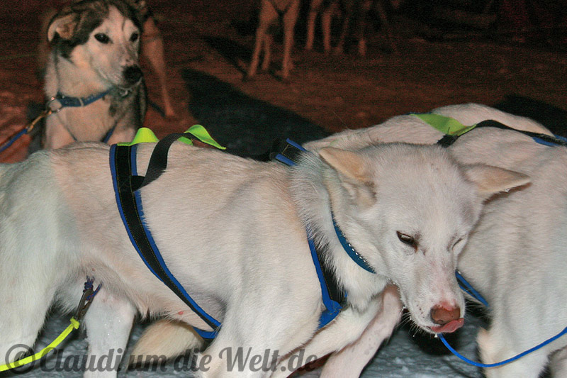 norwegen_schlittenhunde_huskys