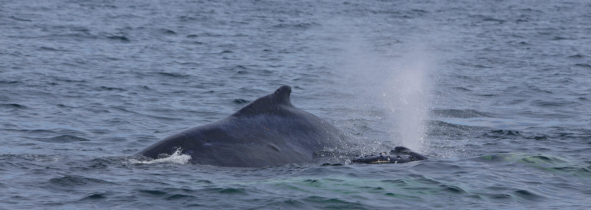 Wie ich auf der Bay of Fundy buckligen Walen nachjagte