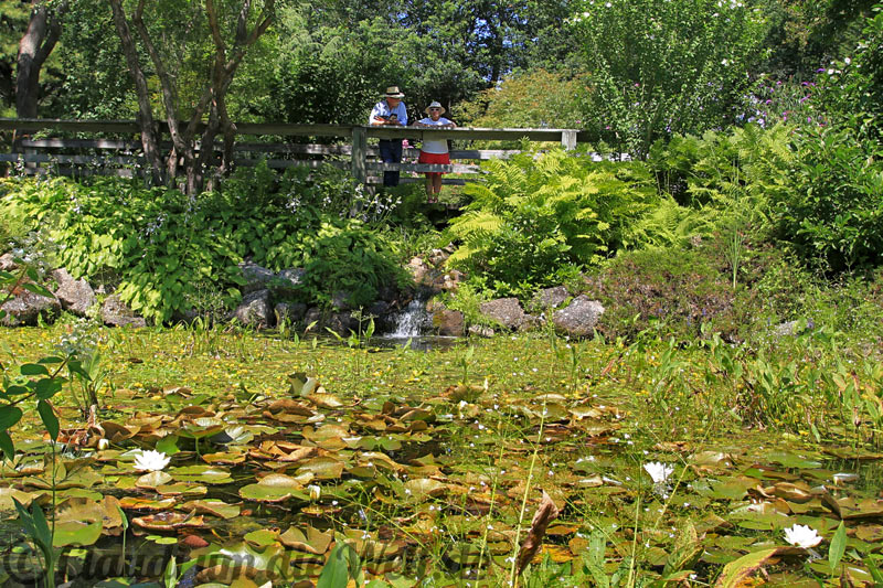 historic gardens annapolis  Teich